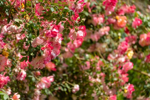 pink roses on a sunny day in the garden. Nature, summer, parks travel concept