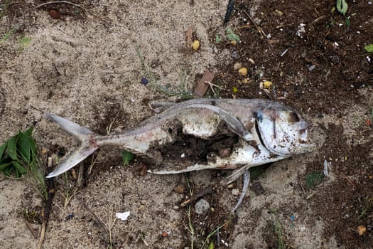 fish dead after The effects of Hurricane Norma October 2023 La Paz Baja California Sur