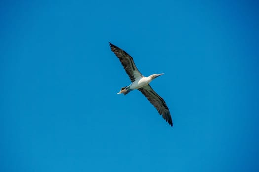 Flying Blue-footed Booby (Sula nebouxii) on rocks, coming from Galapagos Islands Ecuador to Baja California Sur, Mexico