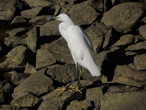 A White egret basking in the sun on pier rocks baja california sur , mexico,