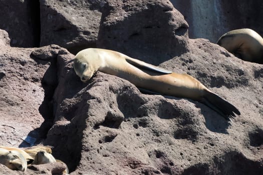 A california sea lion relaxing on rocks galapagos