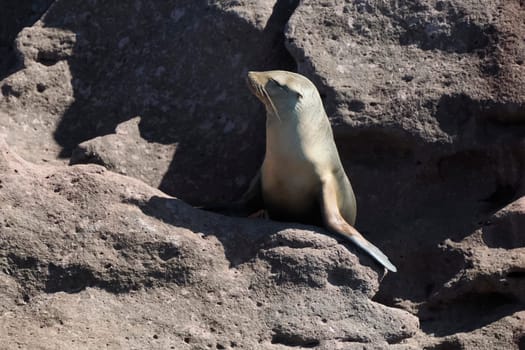 A california sea lion relaxing on rocks galapagos