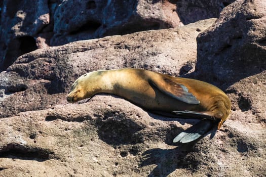 A california sea lion relaxing on rocks galapagos