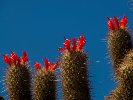 A Wild cactus in Magdalena bay Isla Santa Margarita baja california sur