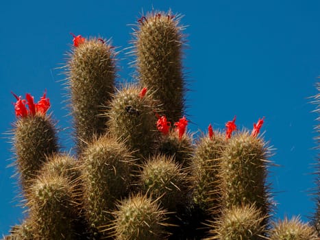 A Wild cactus in Magdalena bay Isla Santa Margarita baja california sur