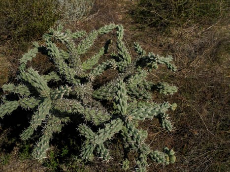 A Wild cactus in Magdalena bay Isla Santa Margarita baja california sur