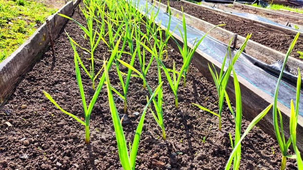 First green sprouts of radishes on spring day bed. Planting and growing garden greens and vegetables. Planting, growing garden greens, vegetables