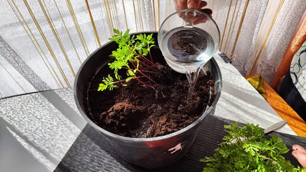 Planting marigold flowers in a pot. Reproduction of plants in spring. Young flower shoots and greenery for the garden. The hands of elderly woman, bucket of earth, green bushes and twigs with leaves