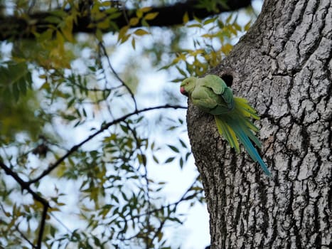 green parrot on a tree in rome botanical gardens italy