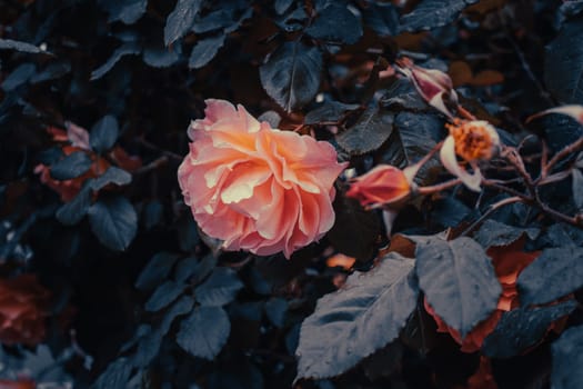 Close up rose flower buds under rain concept photo. Growing plants in garden. Photography with blurred background. High quality picture for wallpaper