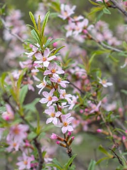 Close up purple blooming flower on branch concept photo. Photography with blurred background. Countryside at spring season. Spring yard blossom background