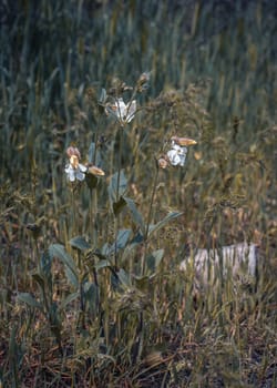 White wildflowers in summer meadow concept photo. Countryside at spring season. Garden blossom background