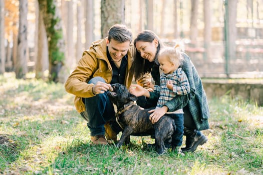 Mom and little girl smiling watching dad feed french bulldog in the park. High quality photo