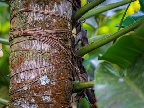 Interwoven vines and moss cover tropical tree bark.