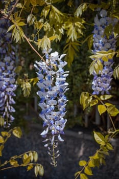 Close up pink spring flower wisteria under sunlight concept photo. Countryside at spring season. Spring garden blossom background