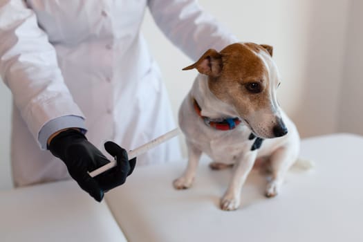 female veterinarian works in the clinic with a cute little Jack Russell dog. Wearing Protective Gloves Pet Health Care.