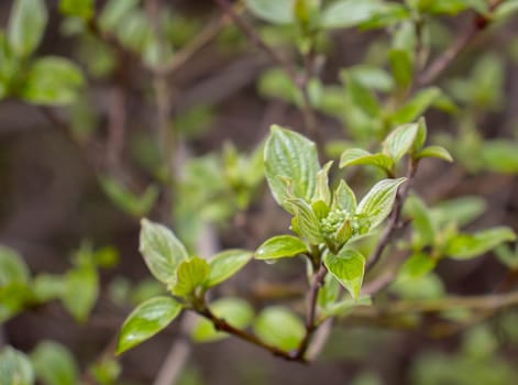 Close up twig with young leaves and rain drops concept photo. Young branches, stems in springtime. Front view photography with blurred background. High quality picture for wallpaper