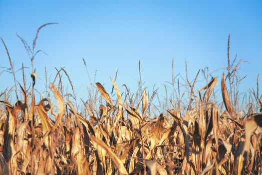 Yellow corn field.