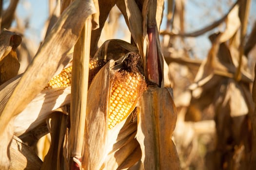 Yellow corn field.