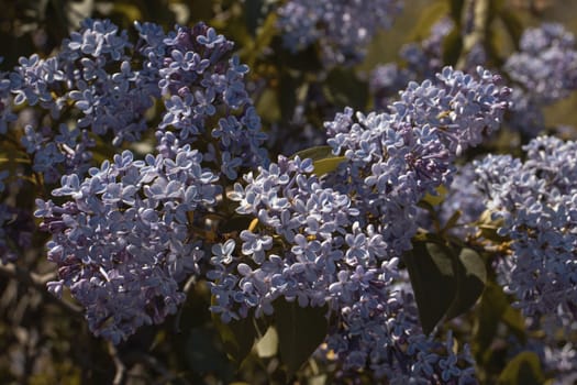 Close up purple blooming lilac in spring garden concept photo. Dusk photography with blurred background. Countryside at spring season.