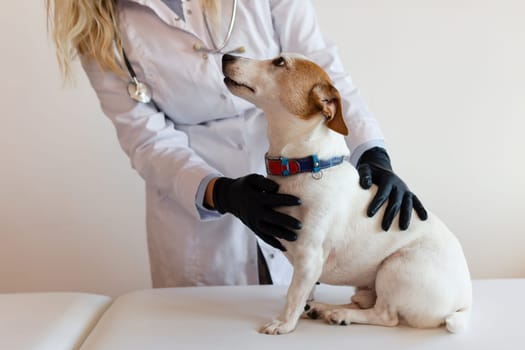 Veterinary care. Female Vet doctor and dog Jack Russell Terrier.