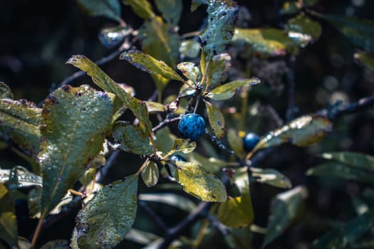 Blue blackthorn dew branch with berries concept photo. Prunus spinosa tree, sloe with blue round fruits in garden. Sunny autumn morning. High quality picture for wallpaper