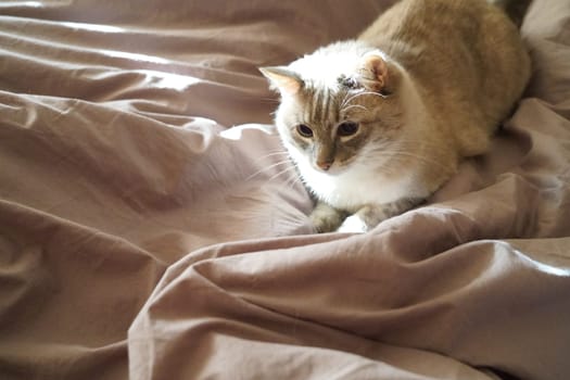 Front view of a cute beautiful Siamese breed cat on a classic brown blanket. High quality photo