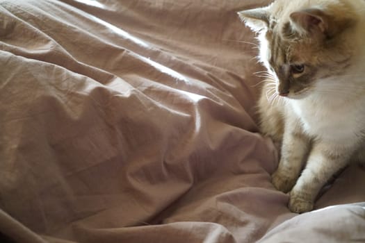 Front view of a cute beautiful Siamese breed cat on a classic brown blanket. High quality photo