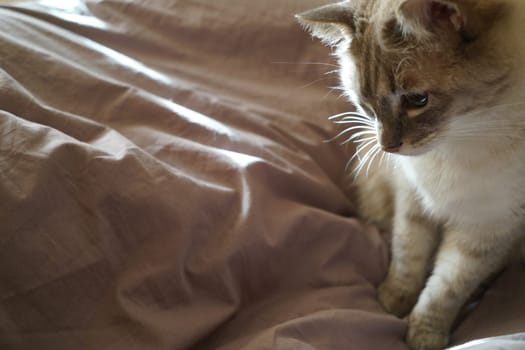 Front view of a cute beautiful Siamese breed cat on a classic brown blanket. High quality photo