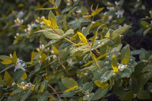 Close up blooming spring bush in the raindrops concept photo. Countryside at spring season. Spring park blossom background