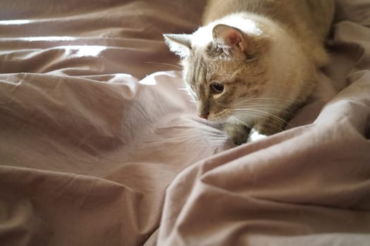 Front view of a cute beautiful Siamese breed cat on a classic brown blanket. High quality photo