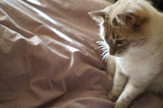 Front view of a cute beautiful Siamese breed cat on a classic brown blanket. High quality photo