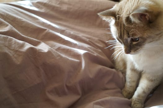 Front view of a cute beautiful Siamese breed cat on a classic brown blanket. High quality photo