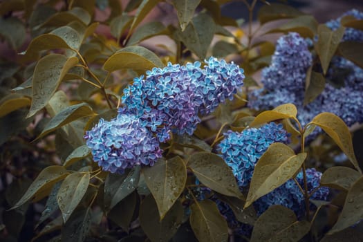 Close up purple blooming lilac in rainy weather concept photo. Photography with blurred background. Spring garden blossom background