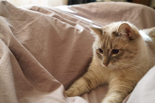 Front view of a cute beautiful Siamese breed cat on a classic brown blanket. High quality photo