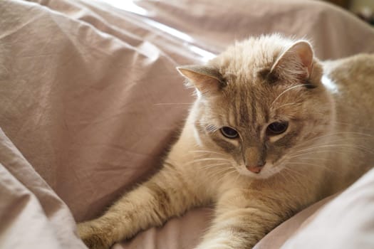 Front view of a cute beautiful Siamese breed cat on a classic brown blanket. High quality photo