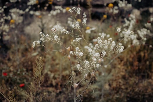 Close up meadow flowers under sunlight concept photo. Front view Hogweed or cow parsnip flowers photography. High quality picture for wallpaper, travel blog