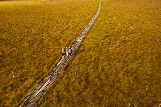 An aerial view of an autumn bog in Yelnya, Belarus, autumn. Tourists walking along the eco-trail.