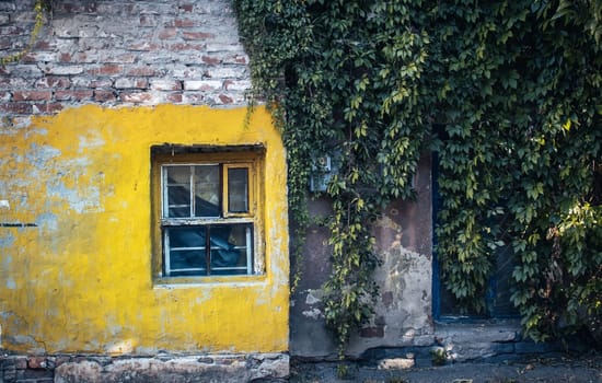 Old yellow building with ivy plant concept photo. Vintage walls and windows. Old city building photography. Street scene. High quality picture for wallpaper, travel blog.