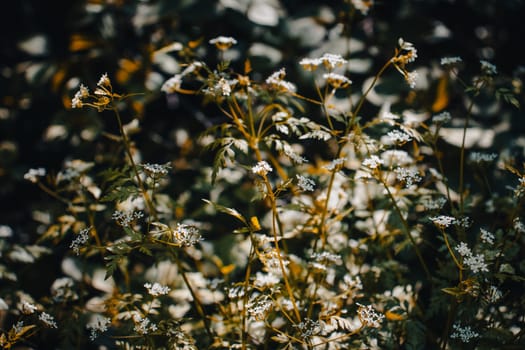 Close up meadow flowers under sunlight concept photo. Front view Hogweed or cow parsnip flowers photography. High quality picture for wallpaper, travel blog