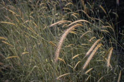 Wheat field - ears of golden wheat close-up photo. Beautiful nature, rural landscapes in daytime. Countryside at spring season. Spring apple garden background