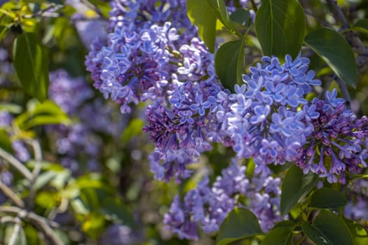 Close up purple blooming lilac in sunny day concept photo. Photography with blurred background. Countryside at spring season. Spring garden blossom background