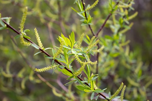 Close up green willow leaves concept photo. Young branches, stems in springtime. Front view photography with blurred background. High quality picture