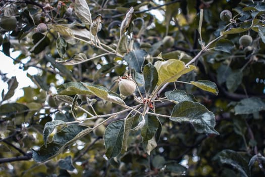 Close up apple green fruits on tree concept photo. Photography with blurred background. Countryside at spring season. Spring apple garden background