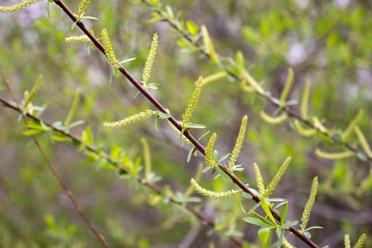 Close up green willow leaves concept photo. Young branches, stems in springtime. Front view photography with blurred background. High quality picture