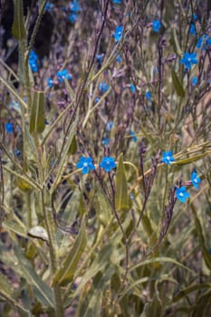 Small blue flax blossom flowers on wild field concept photo. Photography with blurred background. Countryside at spring season. High quality picture for wallpaper