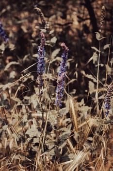 Small purple flowers on sunny day on blooming meadow concept photo. Countryside at spring season. High quality picture for wallpaper