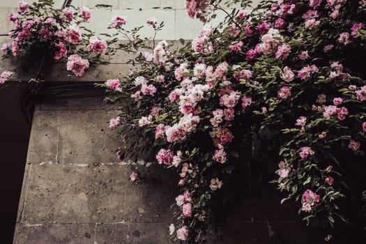 Shrub of pink roses on the wall concept photo. Rose flower buds. One of the streets of Yerevan. High quality picture for wallpaper