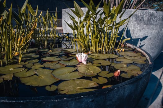 View of a garden pond filled with aquatic plants in a pot. Water lily flower. Beautiful nature scenery photography. Idyllic scene. High quality picture for wallpaper, travel blog.