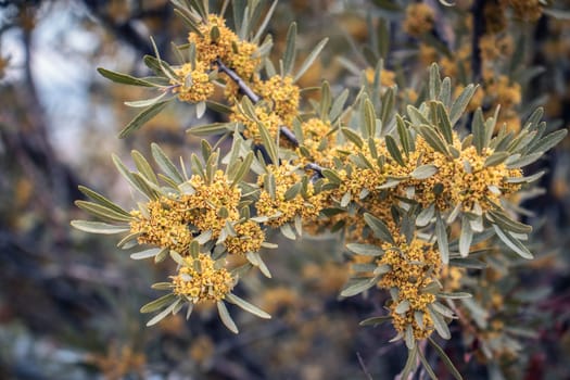 Little yellow flowers of blossoming sea buckthorn concept photo. Close-up photo of blooming branch with pale silvery-green lanceolate leaves. Spring purple garden blossom background